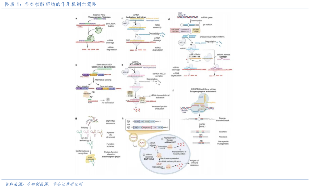 如何了解各类核酸药物的作用机制示意图?