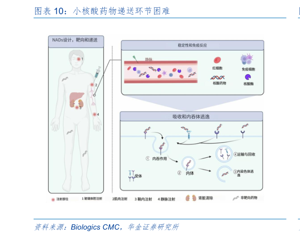 如何了解小核酸药物递送环节困难?