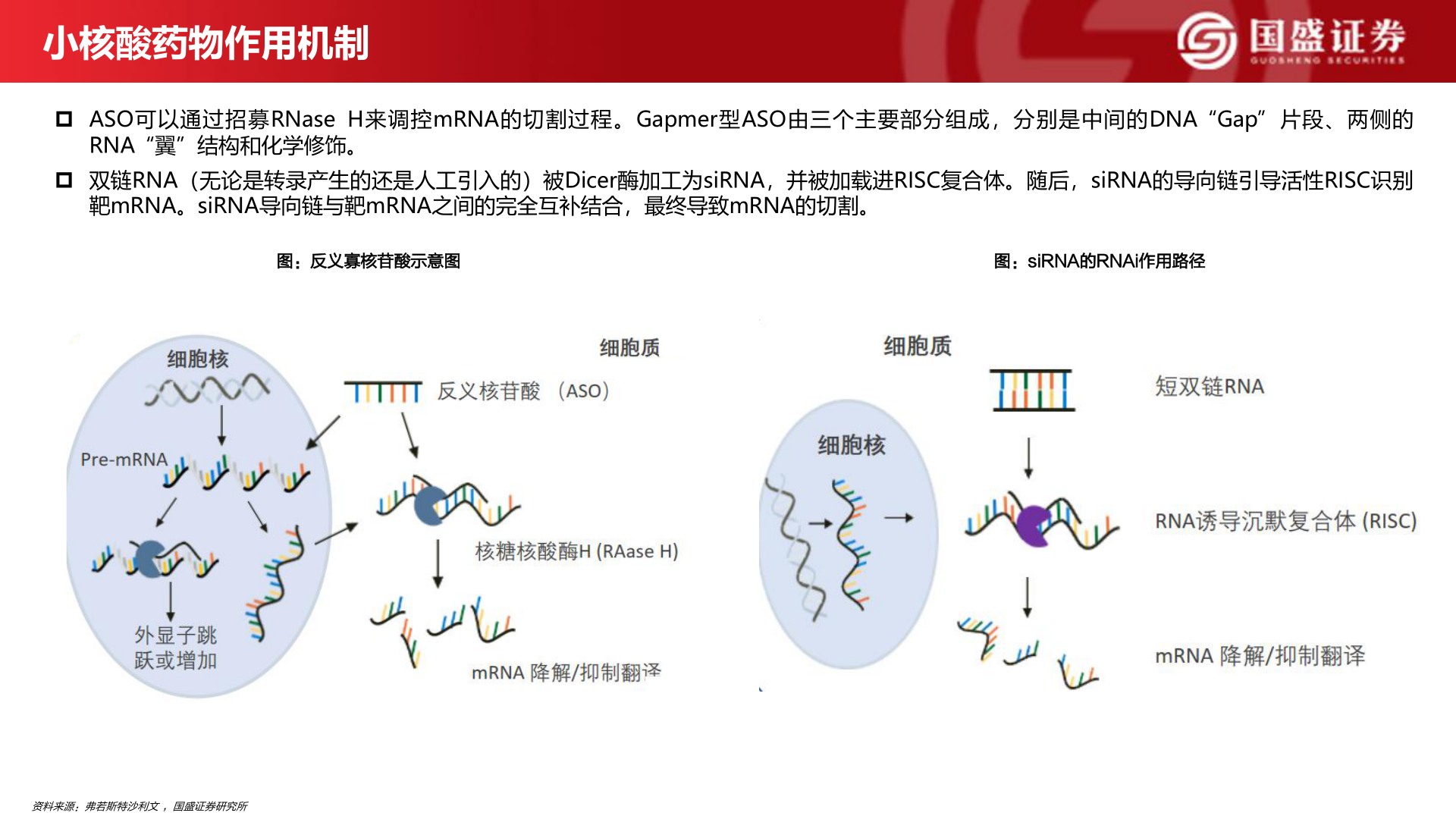 各位网友请教一下小核酸药物作用机制