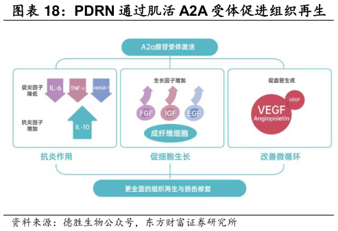 你知道PDRN 通过肌活 A2A 受体促进组织再生    PDRN 通过补救途径促进 DNA 合成