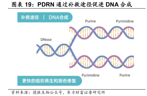 各位网友请教一下PDRN 通过补救途径促进 DNA 合成