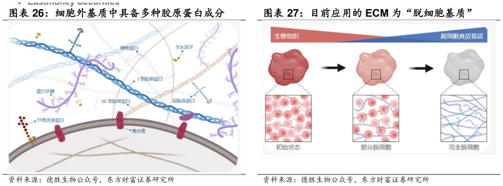 如何解释细胞外基质中具备多种胶原蛋白成分 目前应用的 ECM 为“脱细胞基质”