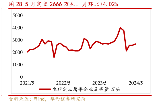 如何才能5 月定点 2666 万头,月环比4.02%?