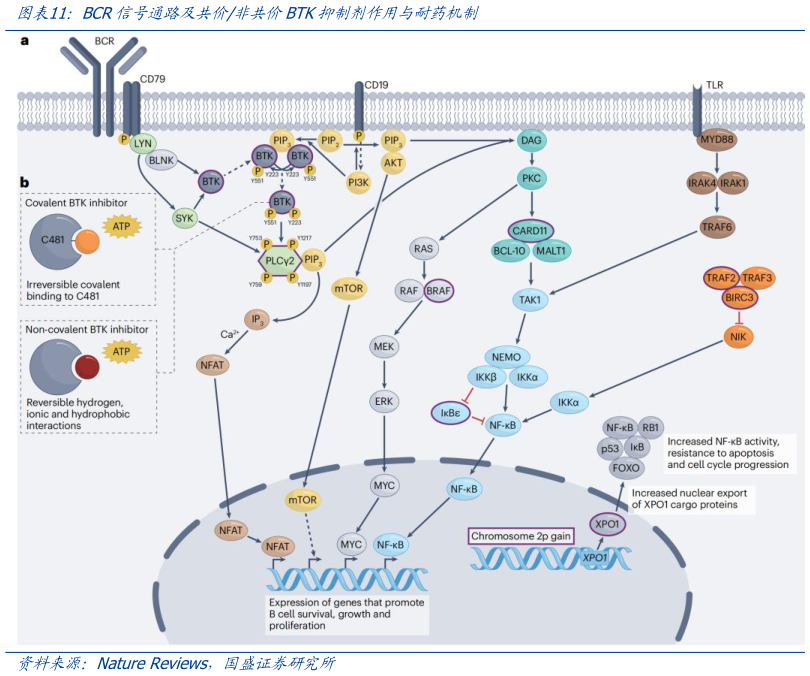 如何了解BCR信号通路及共价非共价BTK抑制剂作用与耐药机制