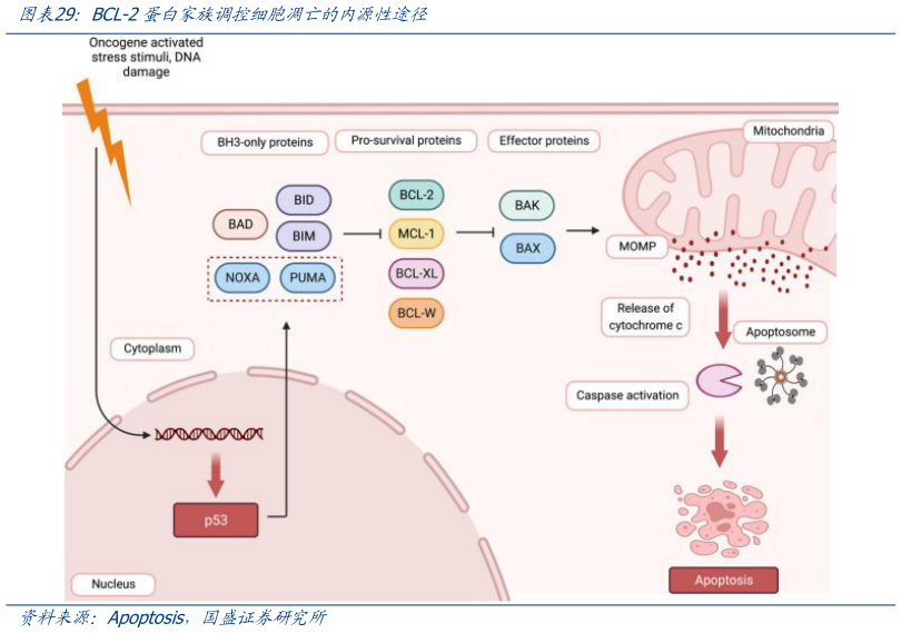 如何了解BCL-2蛋白家族调控细胞凋亡的内源性途径