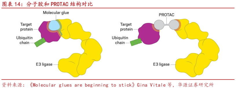 如何解释分子胶和 PROTAC 结构对比