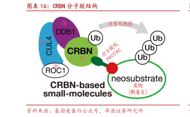 如何才能CRBN 分子胶结构