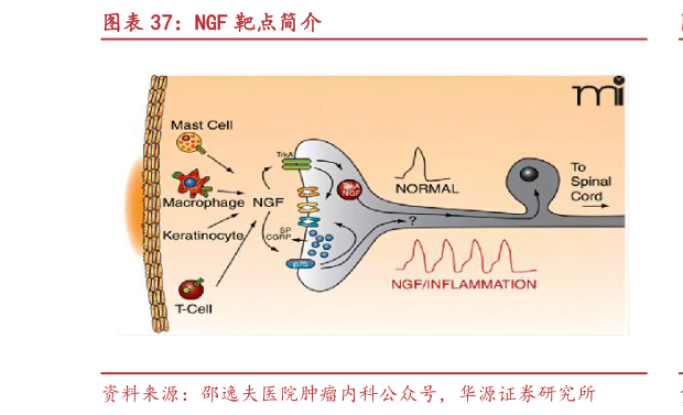 谁知道NGF 靶点简介?