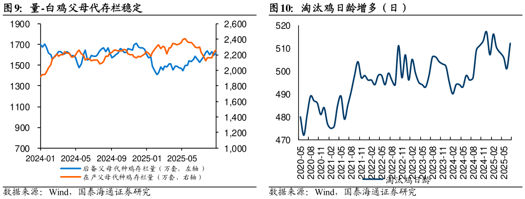 如何解释量-白鸡父母代存栏稳定 量-白羽鸡祖代存栏高位 淘汰鸡日龄增多（日）?