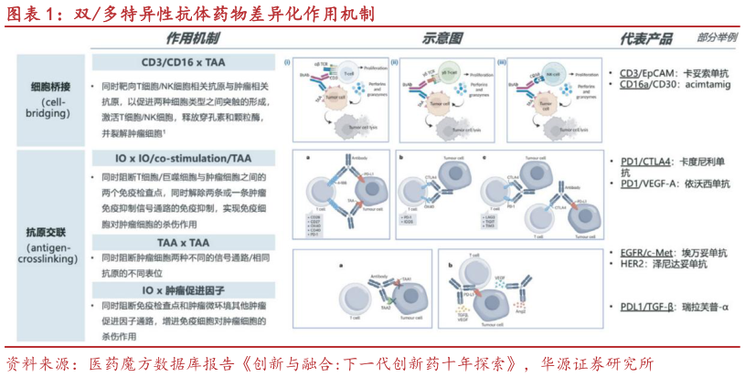 一起讨论下双多特异性抗体药物差异化作用机制