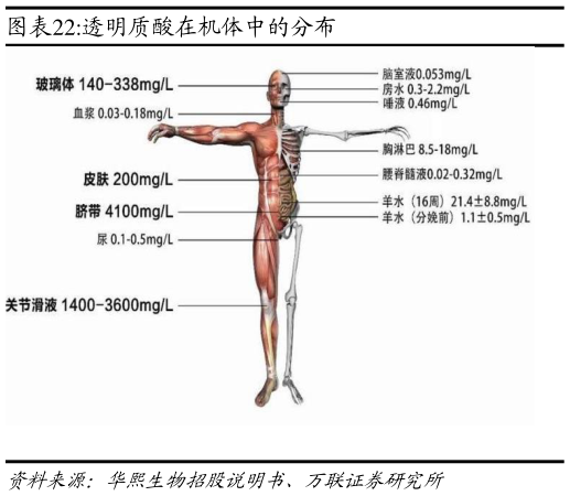 咨询下各位透明质酸在机体中的分布