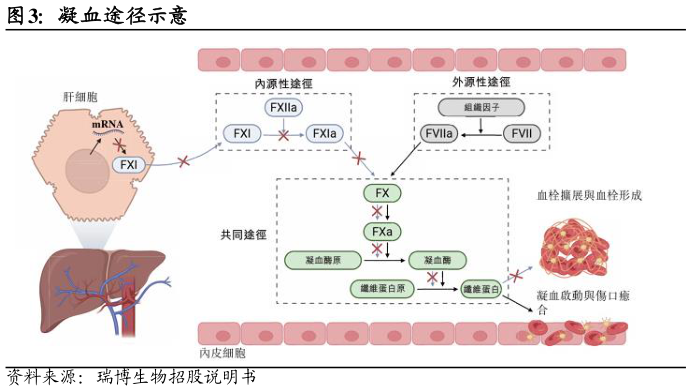 谁知道凝血途径示意