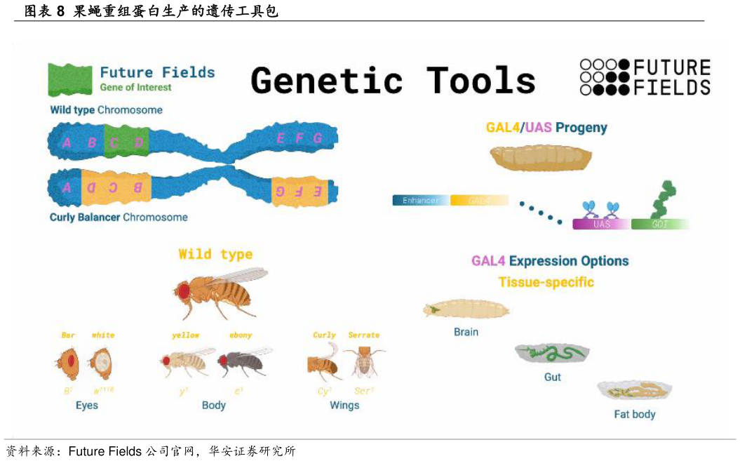 请问一下果蝇重组蛋白生产的遗传工具包