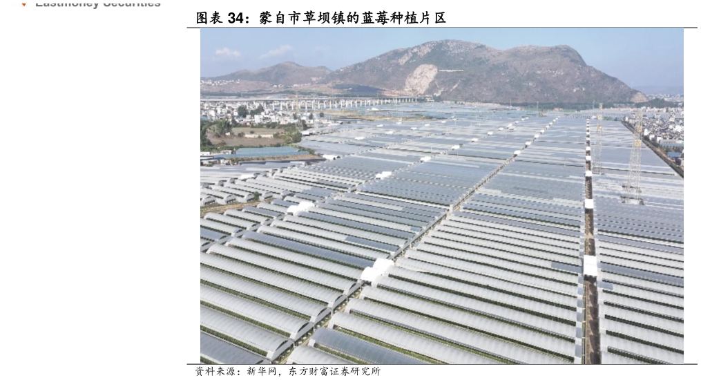 想问下各位网友蒙自市草坝镇的蓝莓种植片区