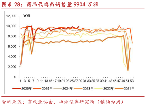 咨询下各位商品代鸡苗销售量 9904 万羽