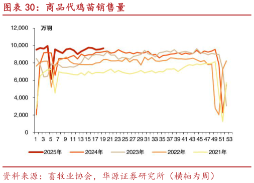 咨询下各位商品代鸡苗销售量