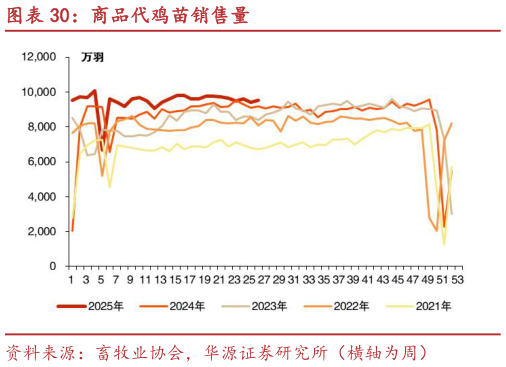 如何看待商品代鸡苗销售量?