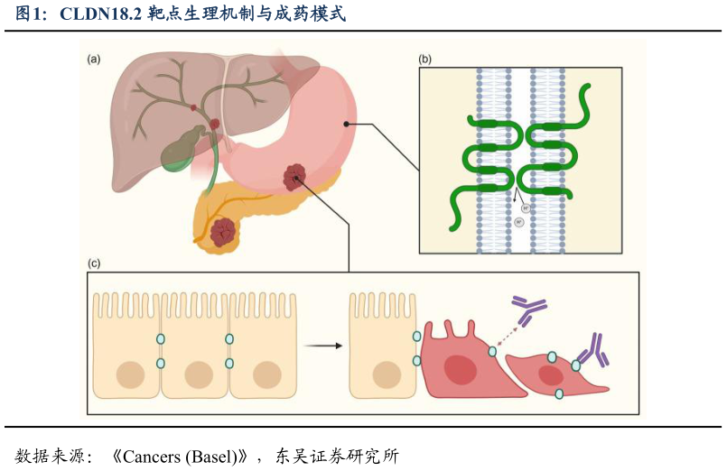 怎样理解CLDN18.2 靶点生理机制与成药模式?