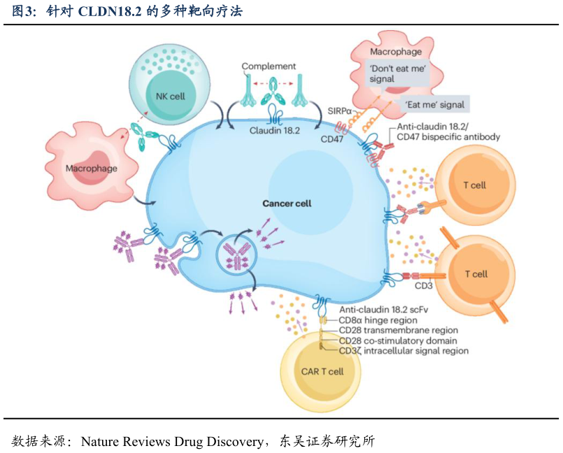 如何才能针对 CLDN18.2 的多种靶向疗法?