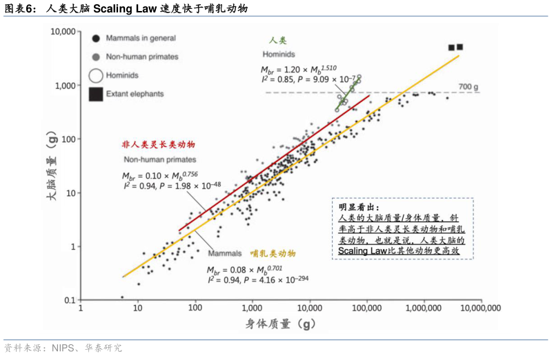 如何看待人类大脑 Scaling Law 速度快于哺乳动物