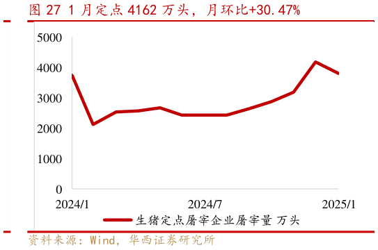 我想了解一下1 月定点 4162 万头，月环比30.47%?