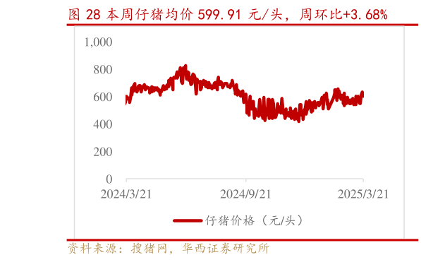 想关注一下本周仔猪均价 599.91 元头，周环比3.68%?