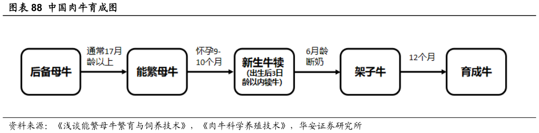咨询下各位中国肉牛育成图
