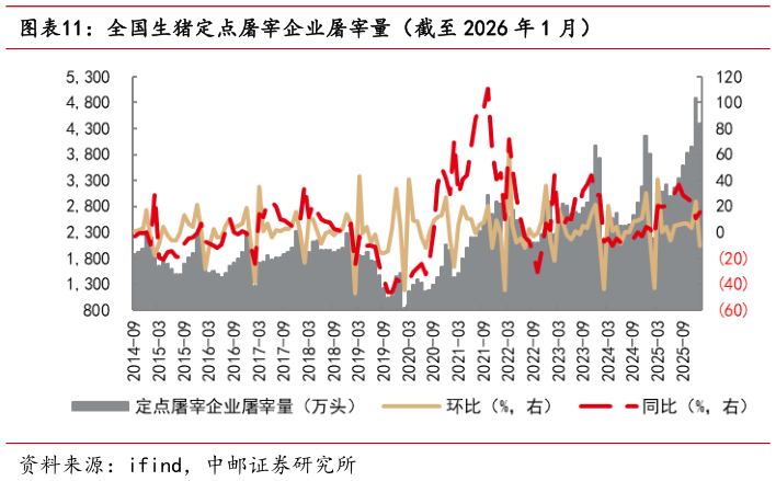 如何才能全国生猪定点屠宰企业屠宰量(截至 2026 年 1 月)?