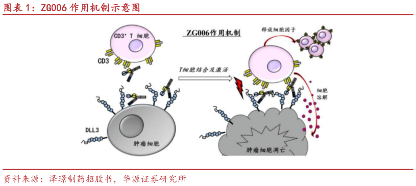 请问一下ZG006 作用机制示意图