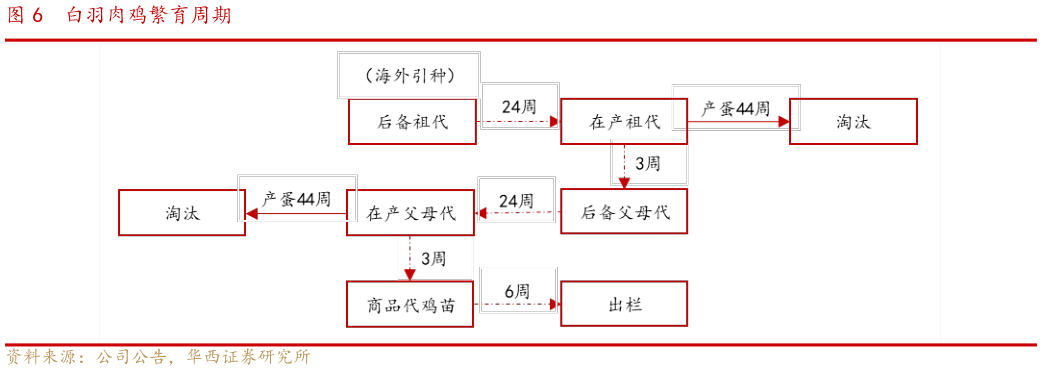 一起讨论下白羽肉鸡繁育周期