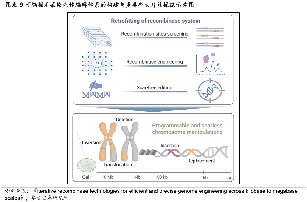 你知道可编程无痕染色体编辑体系的构建与多类型大片段操纵示意图