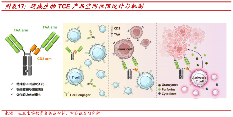 想问下各位网友迈威生物TCE 产品空间位阻设计与机制?