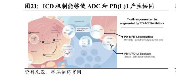如何了解ICD 机制能够使 ADC 和 PDL1 产生协同