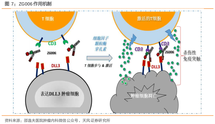 各位网友请教一下ZG006 作用机制?