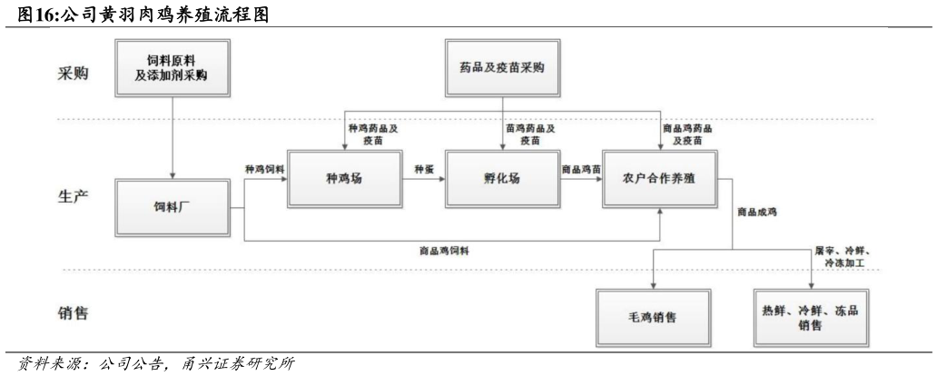 我想了解一下公司黄羽肉鸡养殖流程图