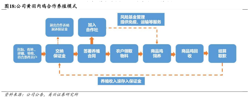 如何了解公司黄羽肉鸡合作养殖模式