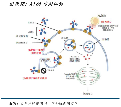 你知道A166作用机制