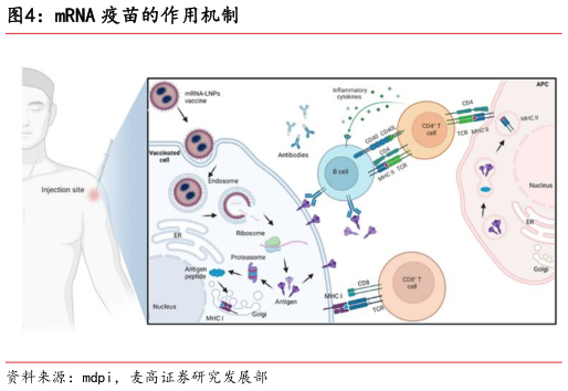 一起讨论下mRNA 疫苗的作用机制?